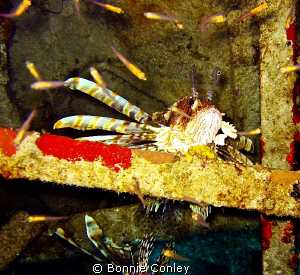 While on a wreck dive at Freeport Bahamas, I looked into ... by Bonnie Conley 